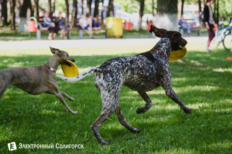 дог-фрисби Солигорск
