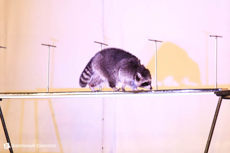 шоу Корпорация супергероев или Телепорт-2 Солигорск