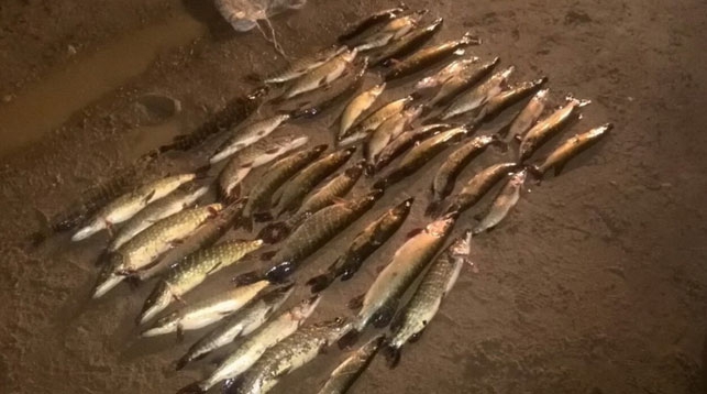 незаконный улов щуки Солигорск