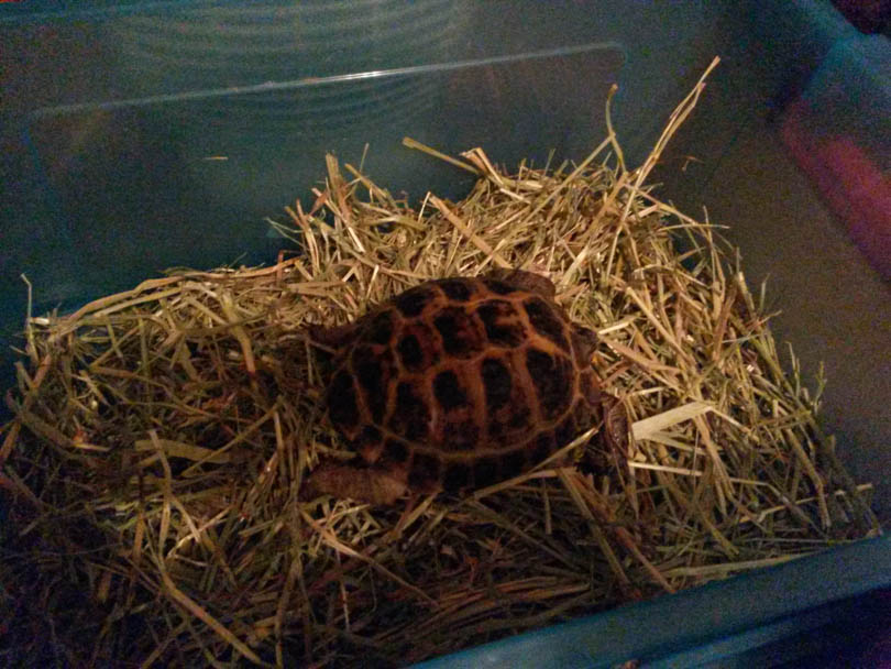 черепаха Солигорск