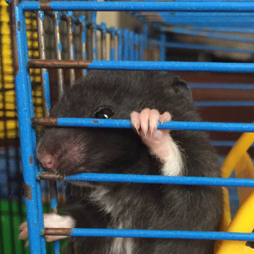 хомяк Солигорск