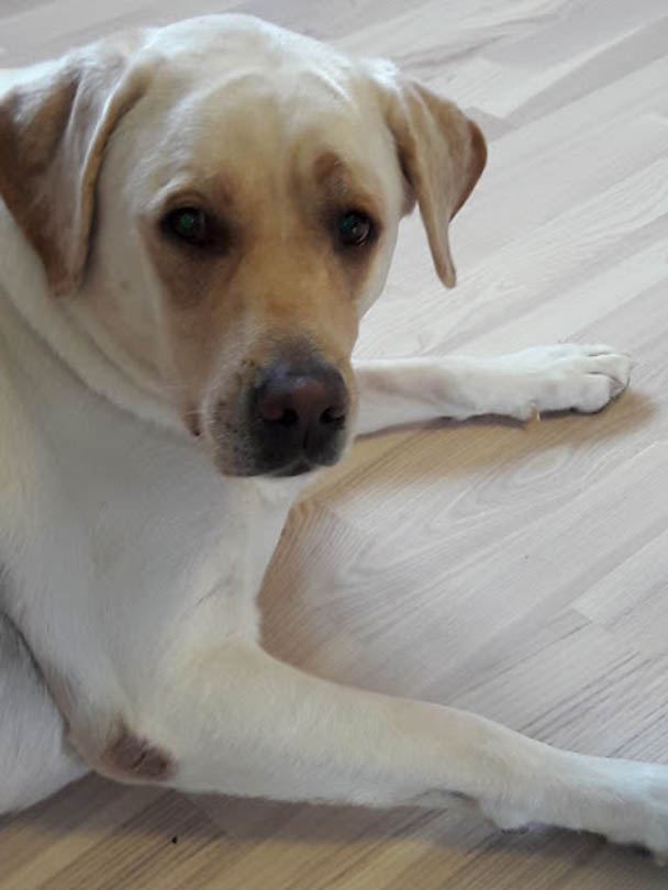 лабрадор Солигорск