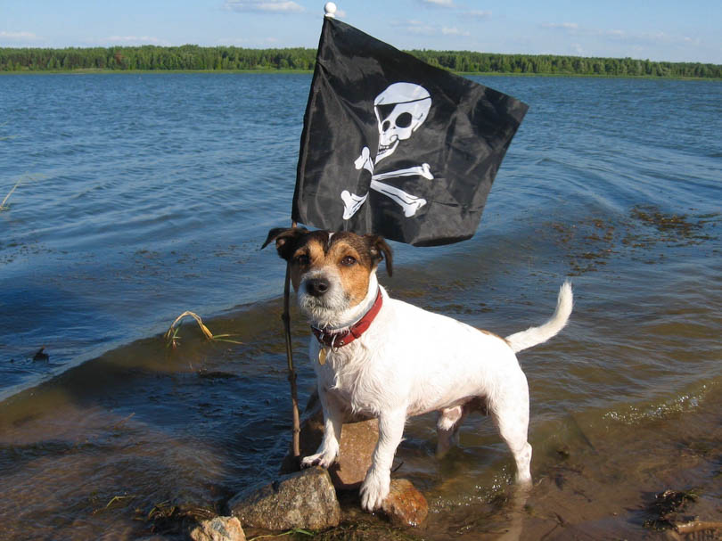 собака Оди Солигорск