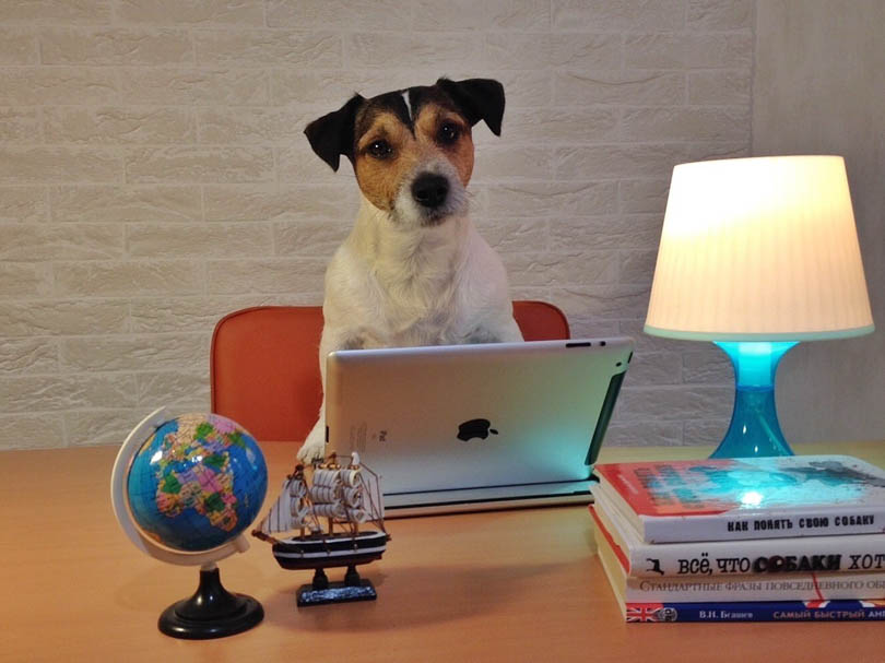 домашние животные Солигорск