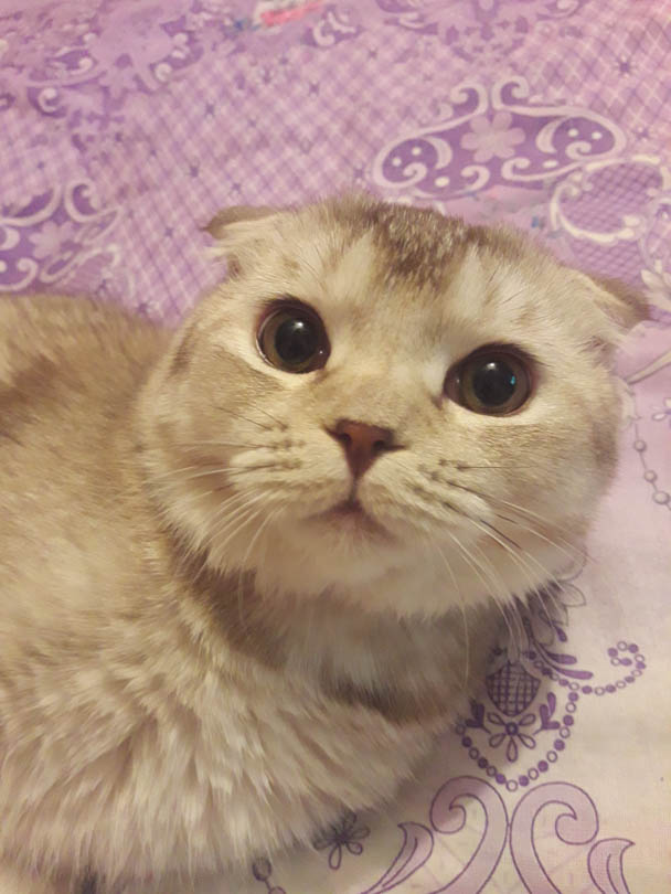 шотландский кот Солигорск