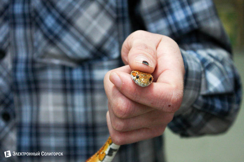 v soligorske nashli poloza