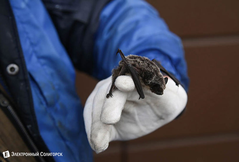 летучая мышь Солигорск