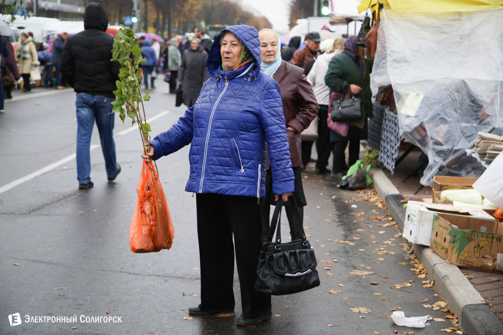 купить саженцы Солигорск