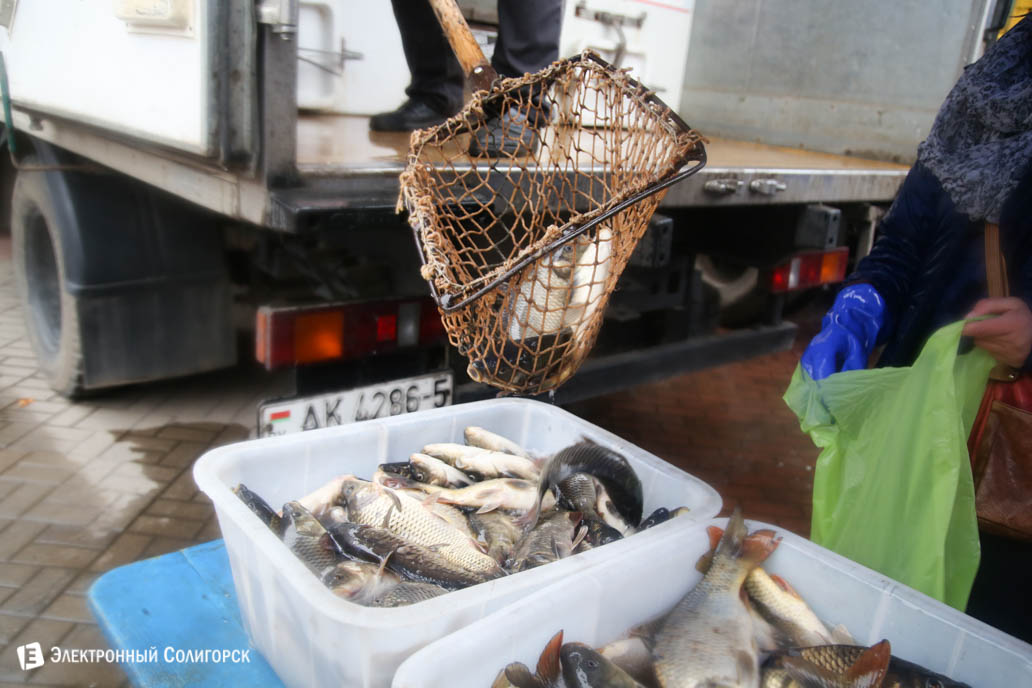 живая рыба Солигорск