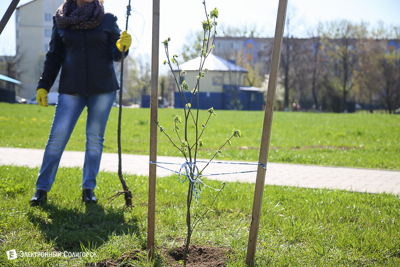 субботник аллея матери