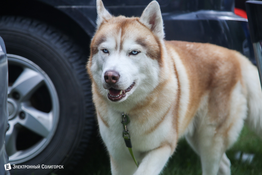 выставка собак Солигорск