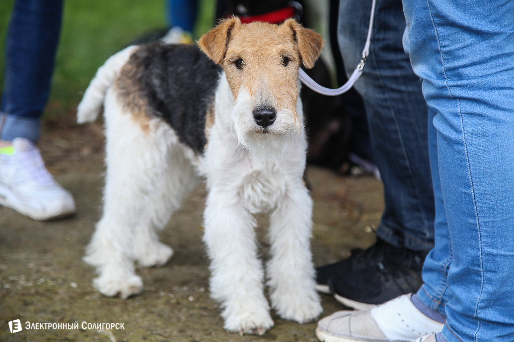 выставка собак Солигорск