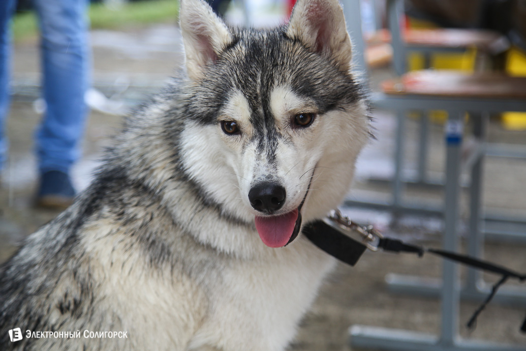 выставка собак Солигорск