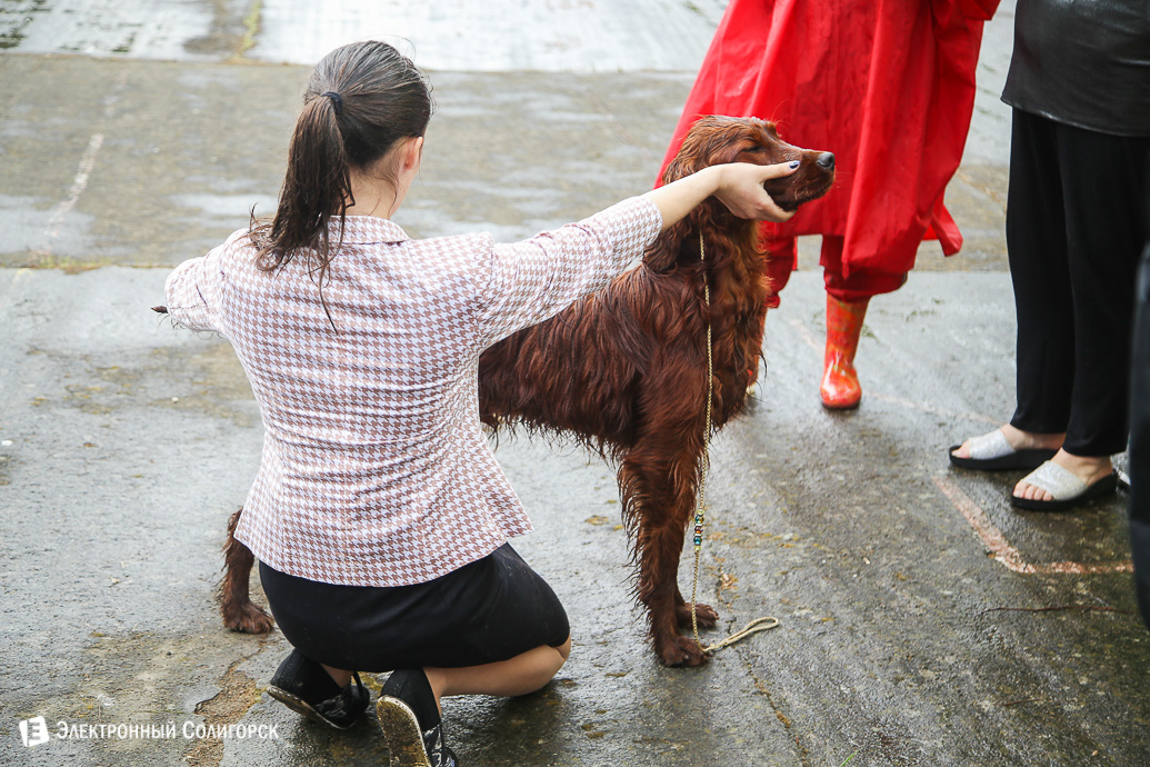 выставка собак Солигорск
