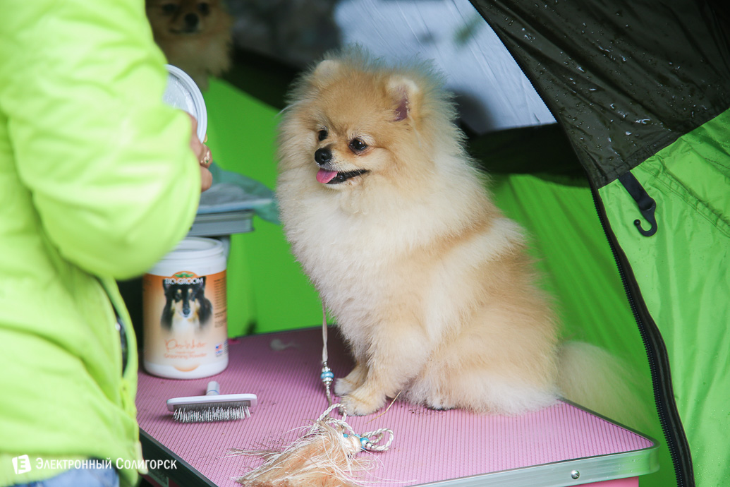 выставка собак Солигорск