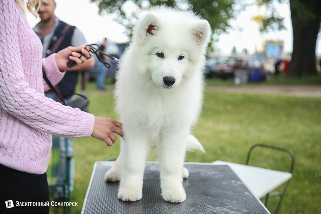выставка собак Солигорск