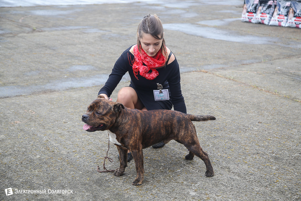 выставка собак Солигорск