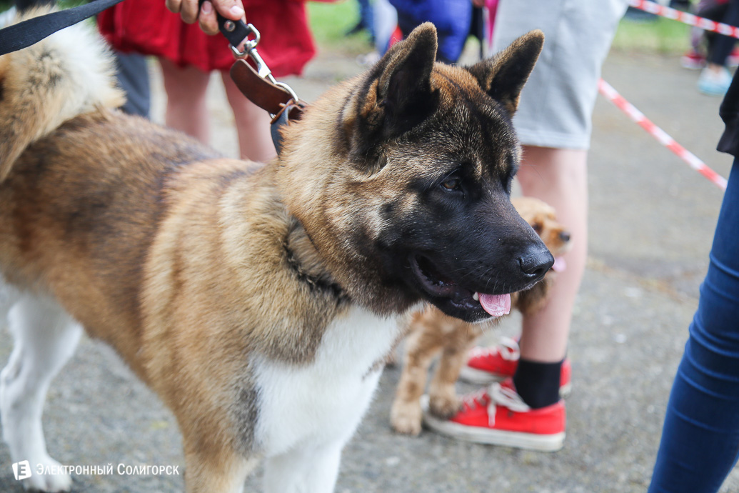 выставка собак Солигорск