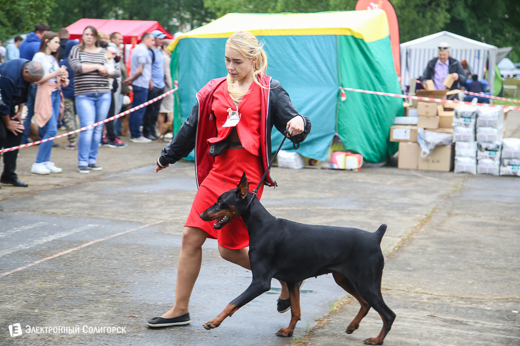 выставка собак Солигорск