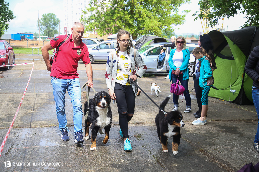выставка собак Солигорск