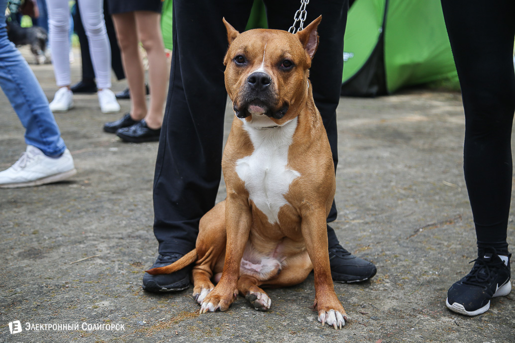 выставка собак Солигорск