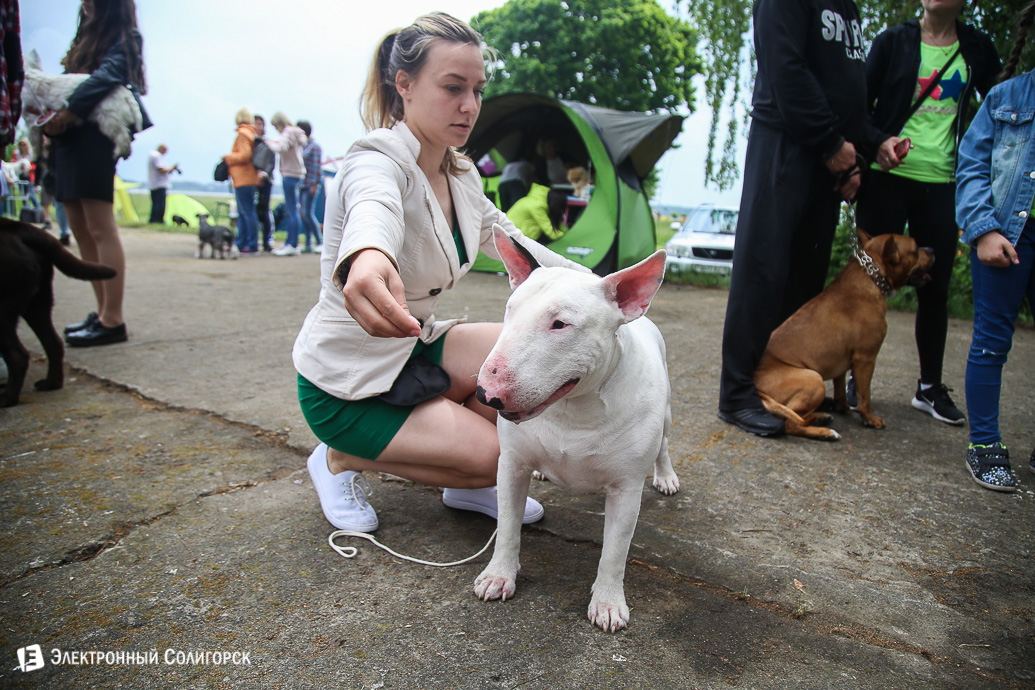выставка собак Солигорск