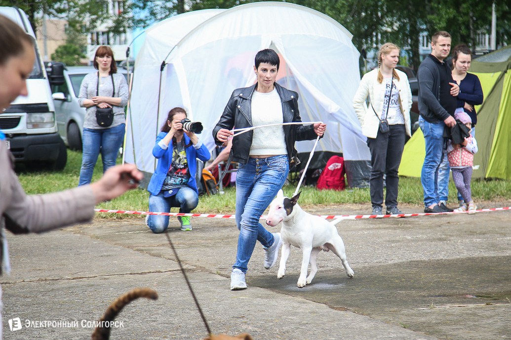 выставка собак Солигорск