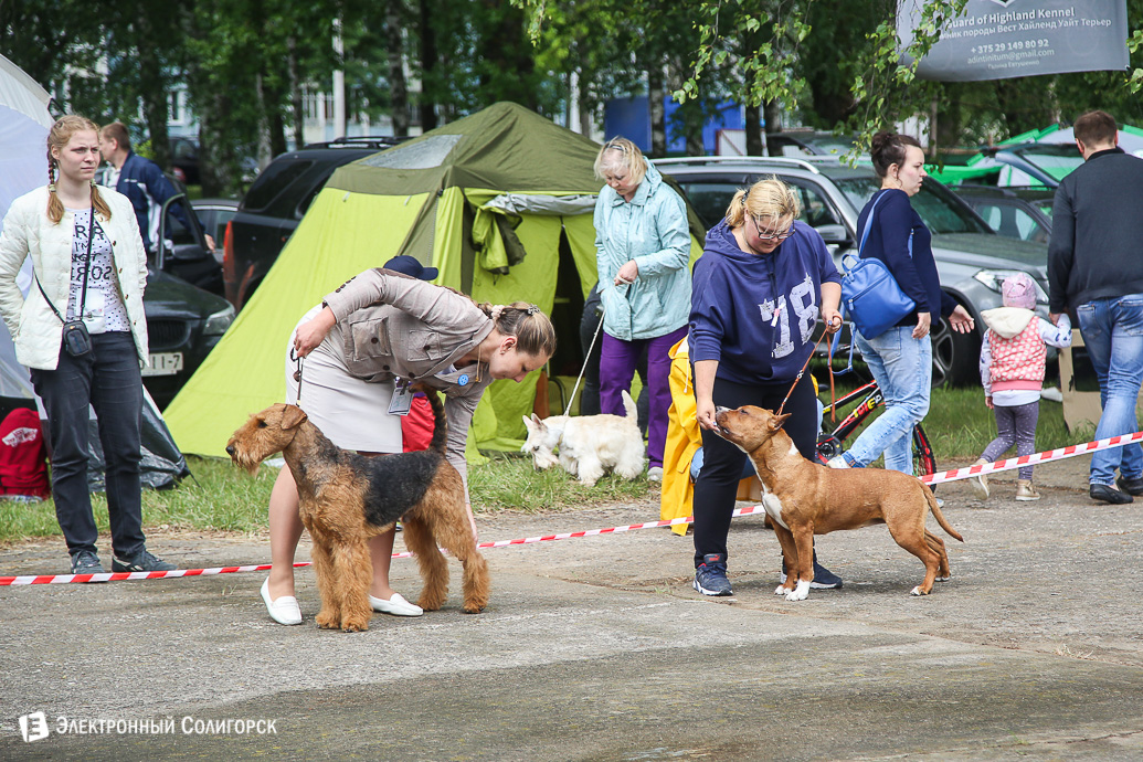 выставка собак Солигорск