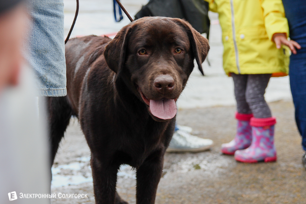 выставка собак Солигорск