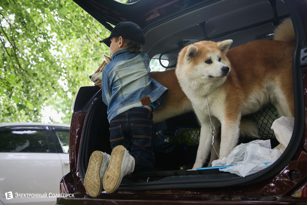 выставка собак Солигорск