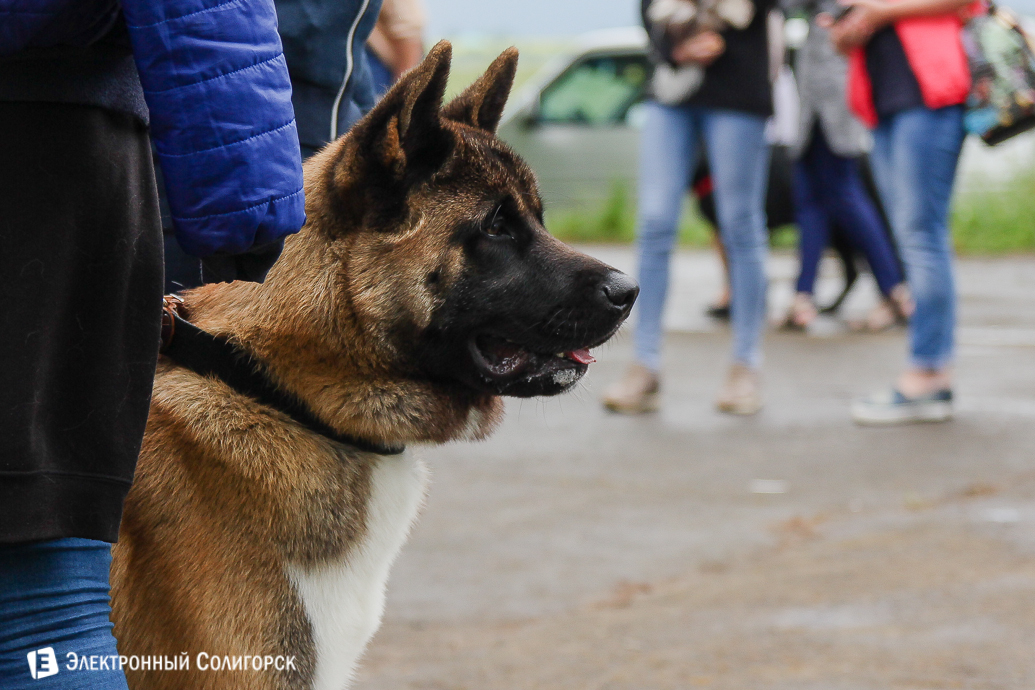 выставка собак Солигорск