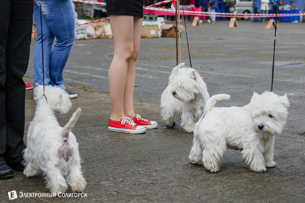 выставка собак Солигорск