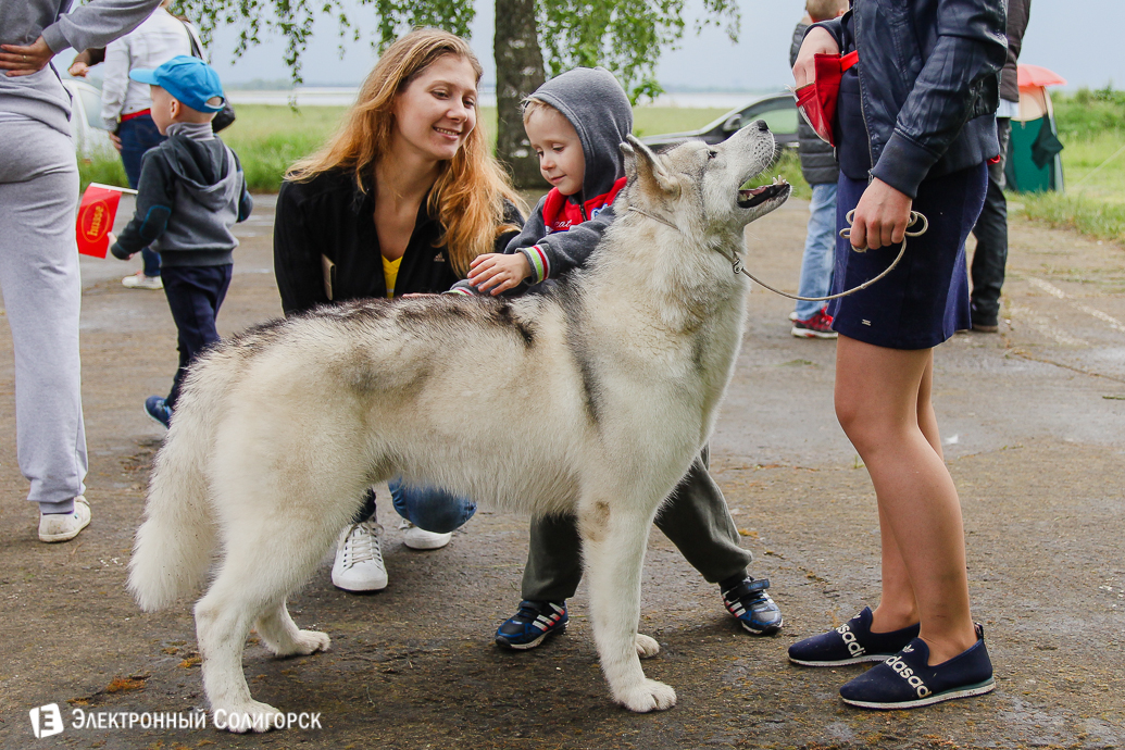 выставка собак Солигорск