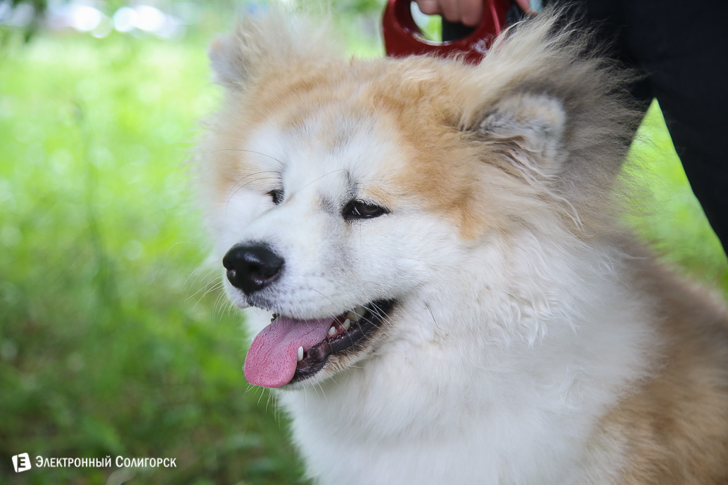 выставка собак Солигорск
