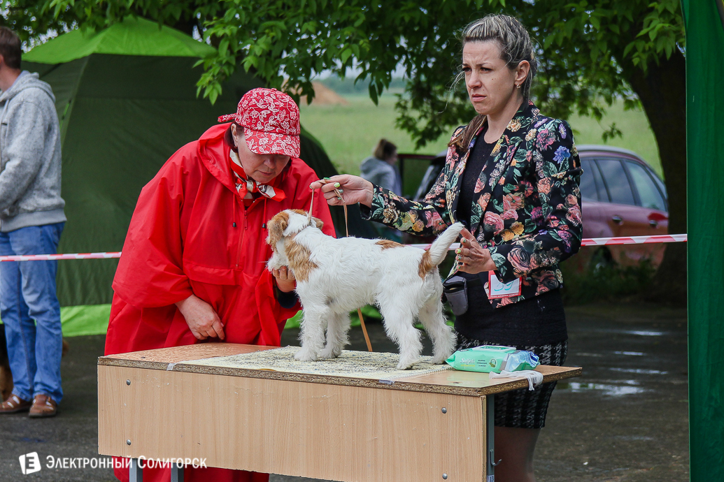 выставка собак Солигорск