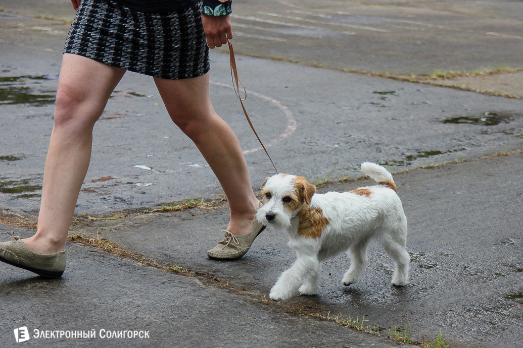 выставка собак Солигорск