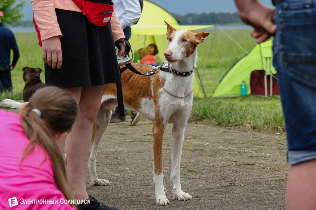 выставка собак Солигорск