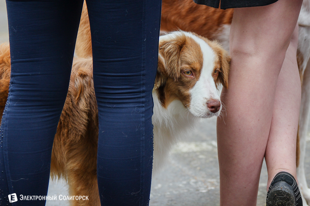 выставка собак Солигорск