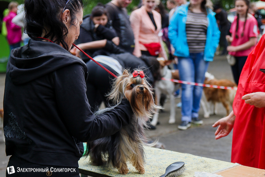 выставка собак Солигорск