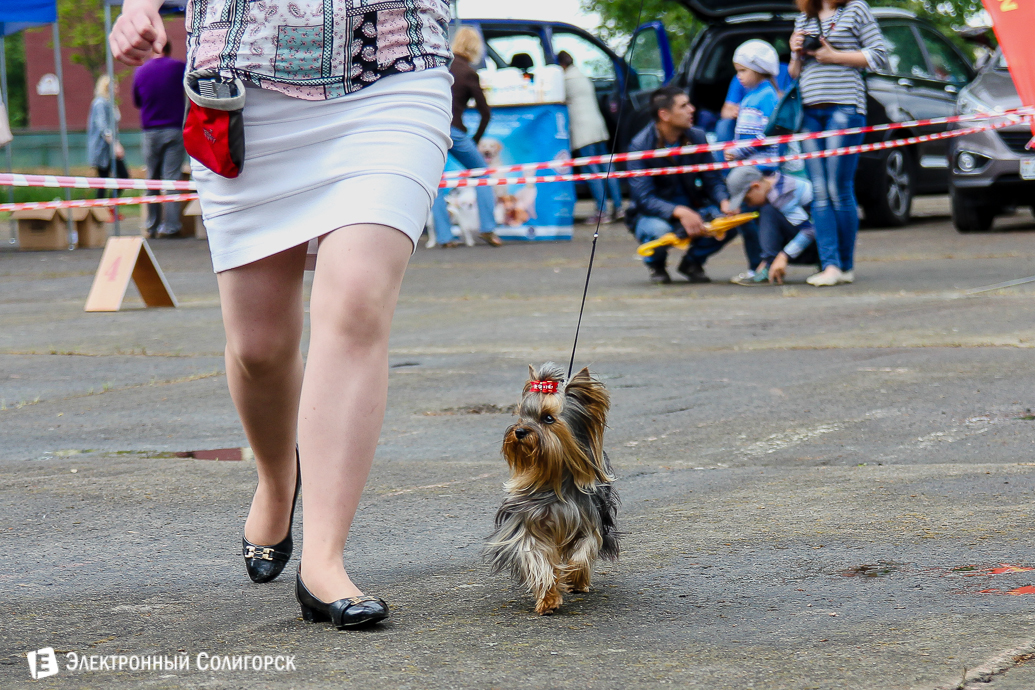 выставка собак Солигорск