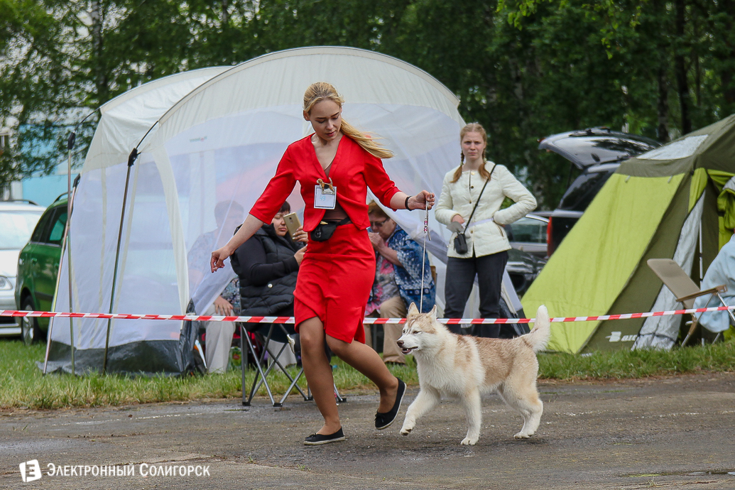 выставка собак Солигорск
