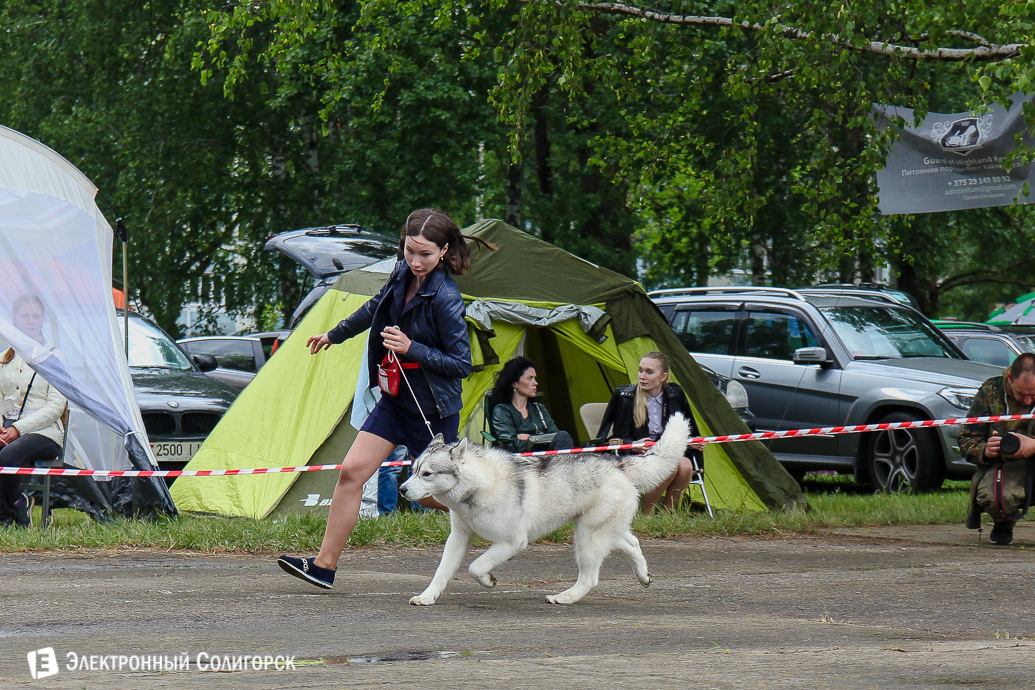 выставка собак Солигорск