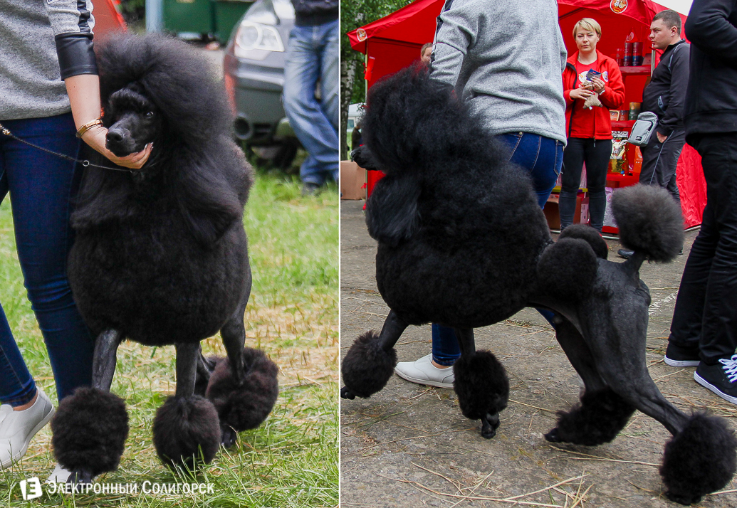 выставка собак Солигорск