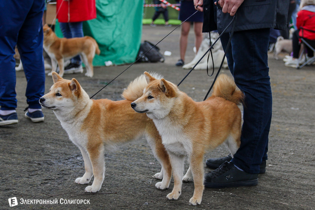 выставка собак Солигорск