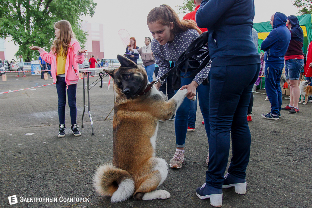 выставка собак Солигорск