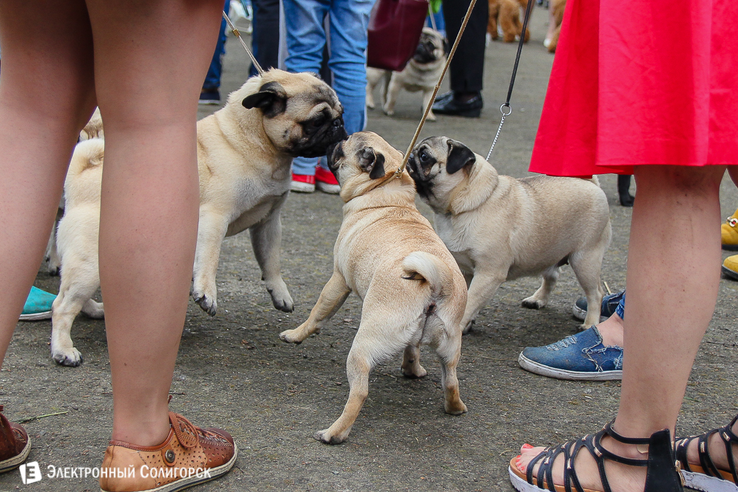 выставка собак Солигорск