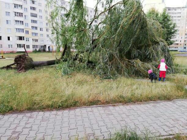 дерево упало солигорск