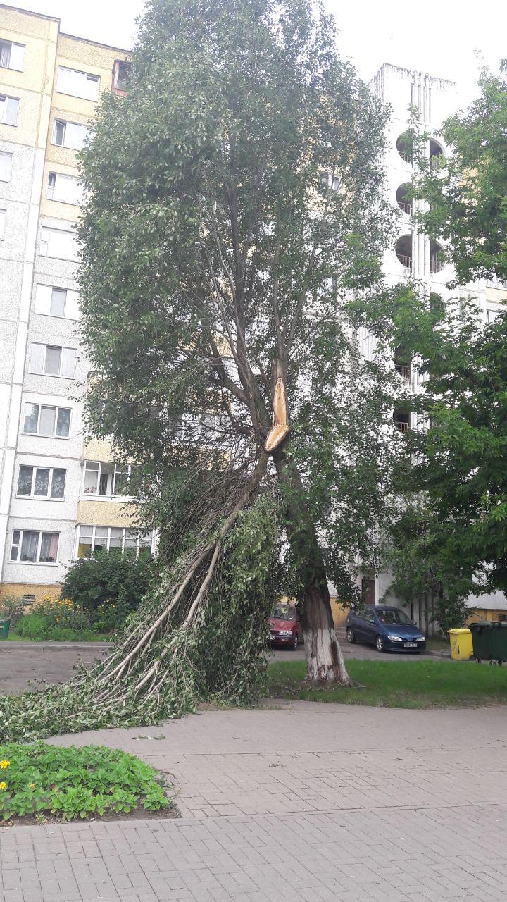 дерево упало солигорск