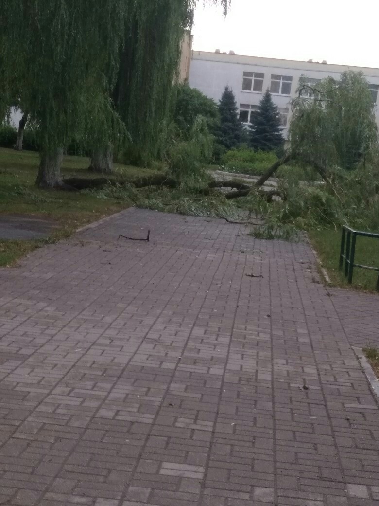 дерево упало солигорск