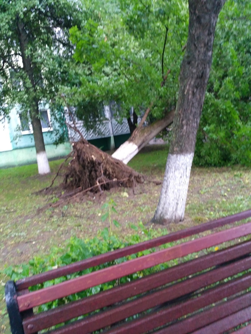 дерево упало солигорск